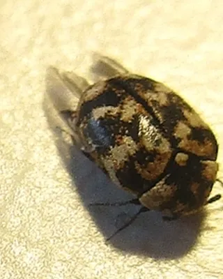 Anthrène, petit coléoptère des tapis et textiles