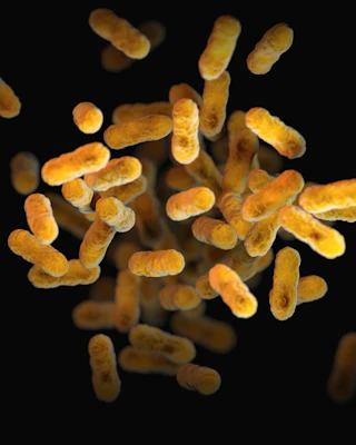 Bactéries en forme de bâtonnets au microscope