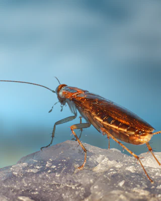 Blatte sur une pierre