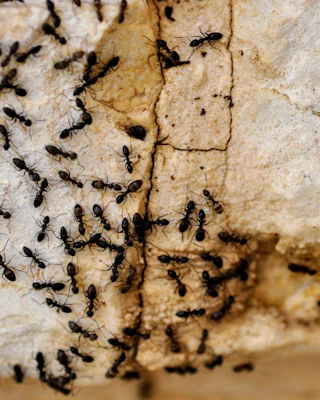 Colonne de fourmis le long d'un mur