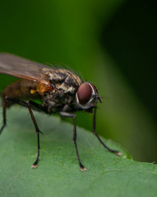Mouche posée sur une feuille