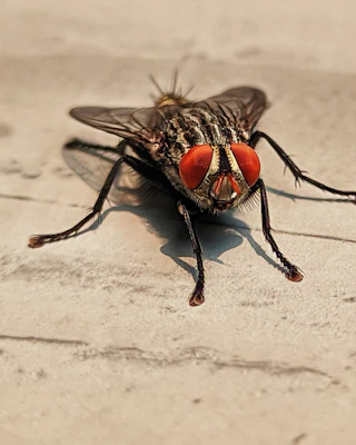 Mouche en gros plan