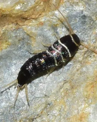 Poisson d'argent sur une pierre