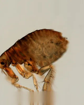 Puce adulte au microscope
