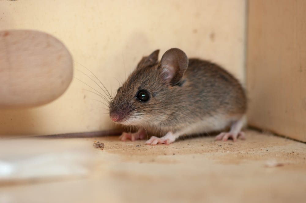 Comment se débarrasser des souris