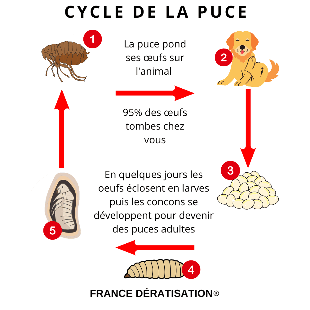 CYCLE PUCE ANIMALE