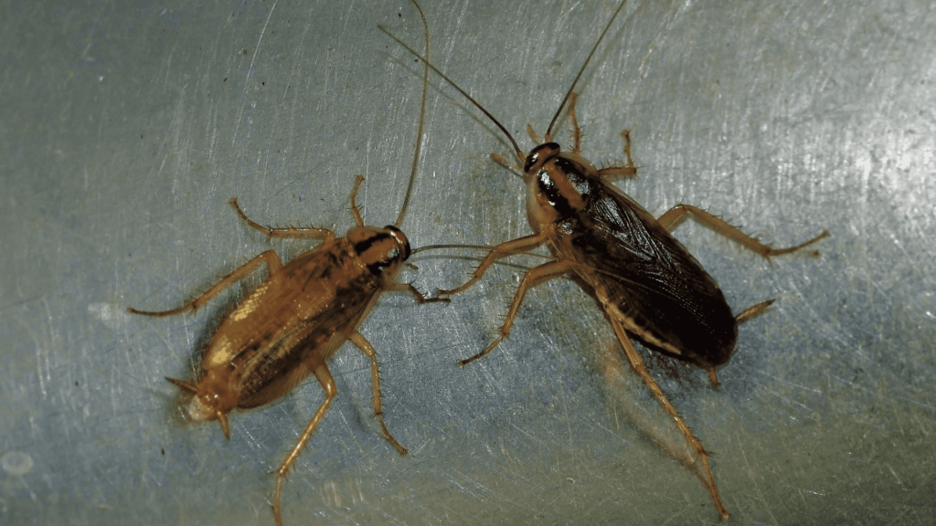 désinsectisation cafards lyon