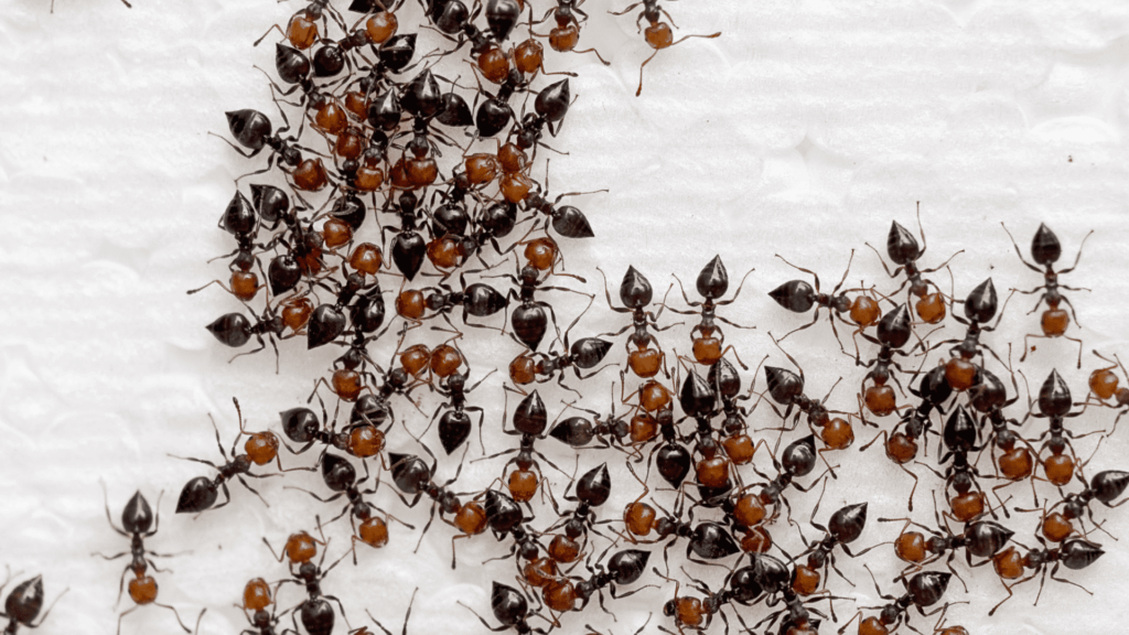 desinsectiseur fourmis a Lyon