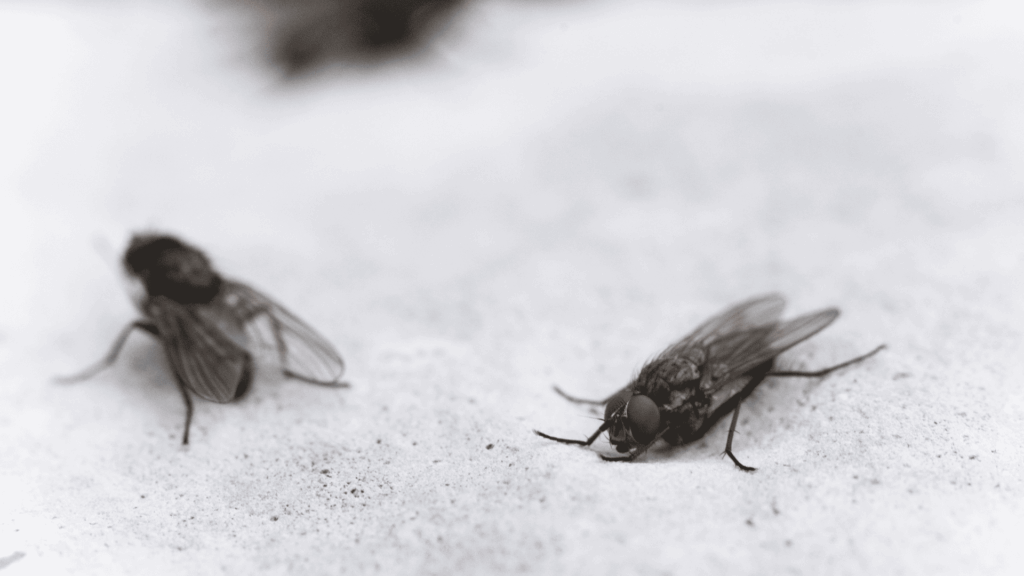 désinfection mouches a Lyon