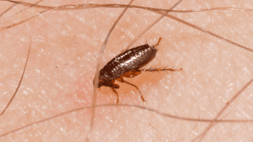 desinsectiseur des puces à Lyon